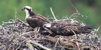 Ospreys